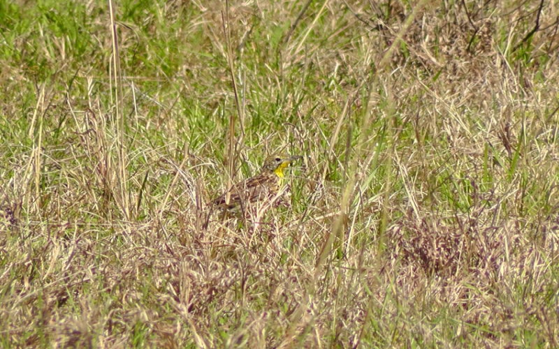 Efforts to protect rare bird species bear fruit
