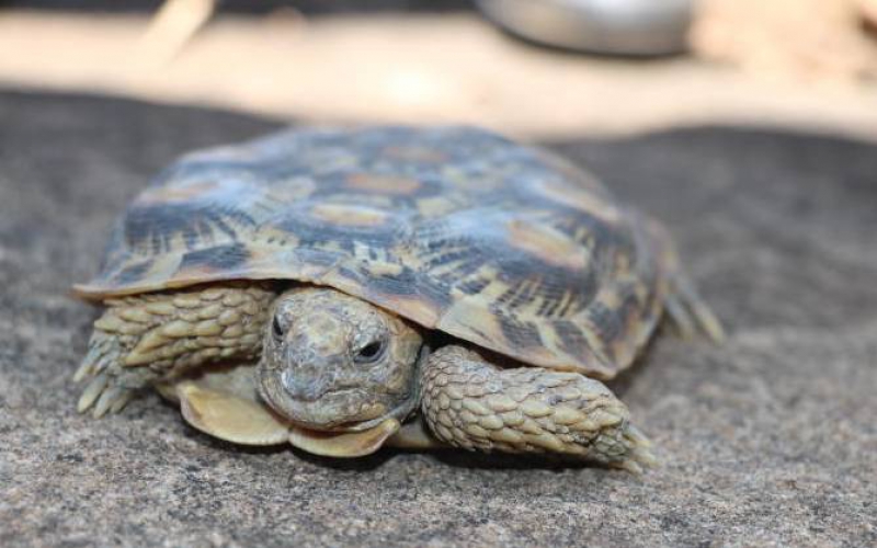 Endangered 'pancake tortoise' discovered in conservancy