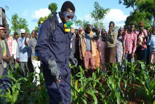 Expert: Timely tackling of armyworms will save farmers from invasions 