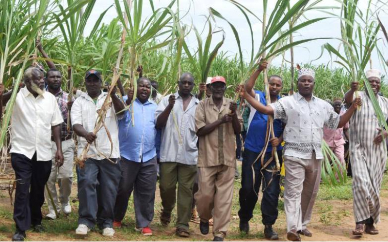Farmers back parallel sugar team