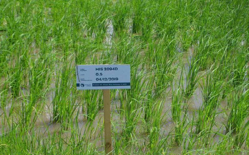 Field trials for new hybrid rice underway in Mwea