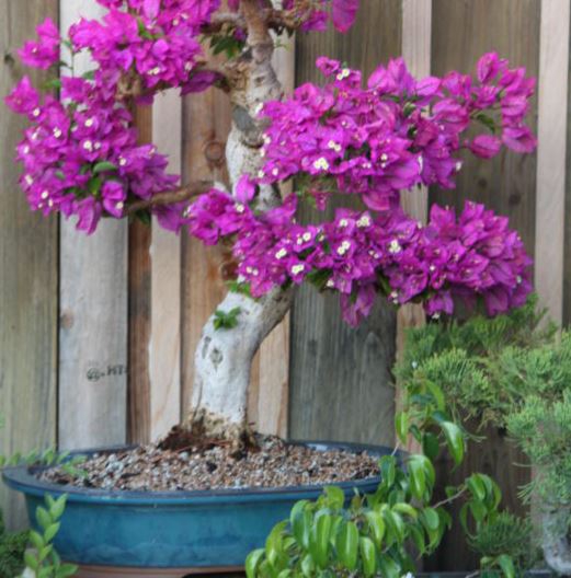 Get the most out of bougainvillea