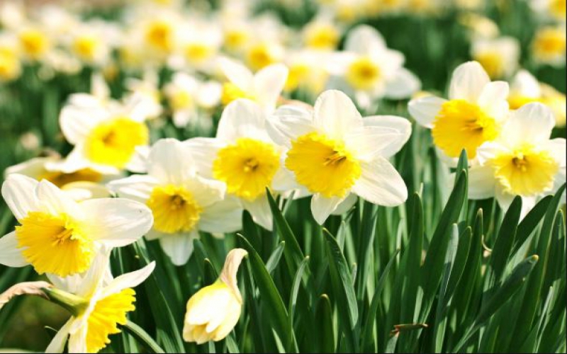 Go classic with daffodils