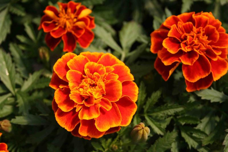 Golden Christmas with marigolds