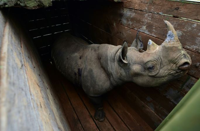 How a plan to save rhino left 11 dead in historic blunder