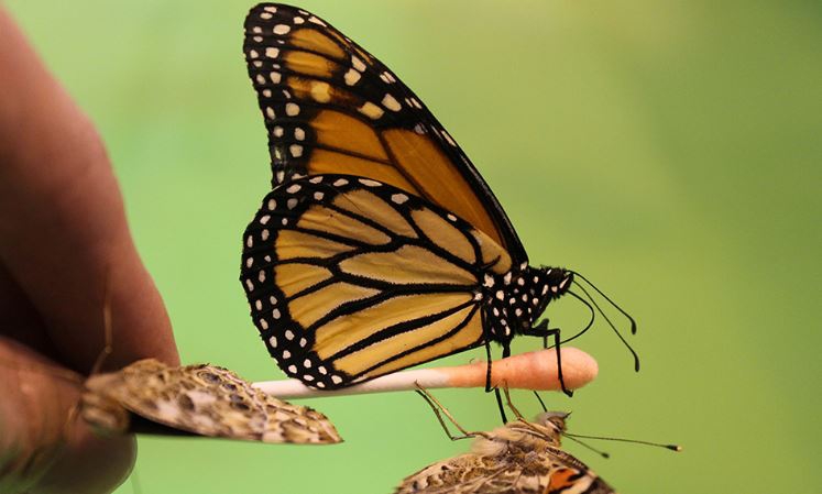International market for local butterfly farmers beckons