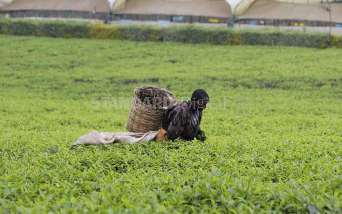 Jitters in global markets take toll on local tea