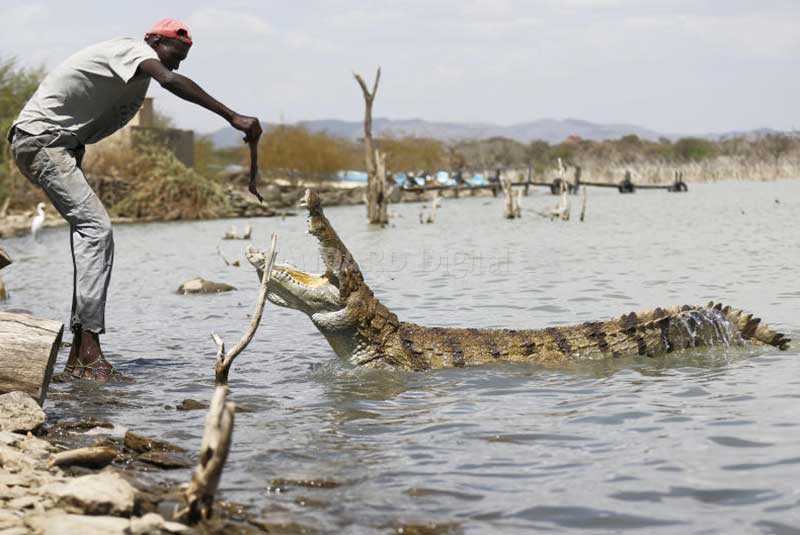 Kenyan man survives by feeding crocodiles (Photos)