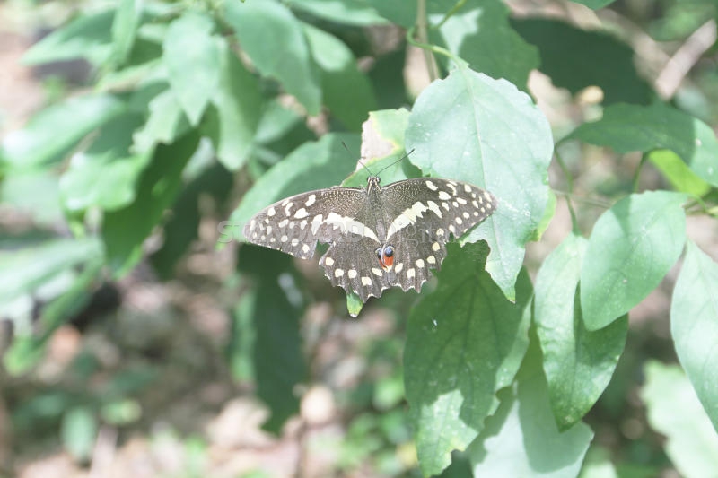 Local butterflies catch eyes of international enthusiasts