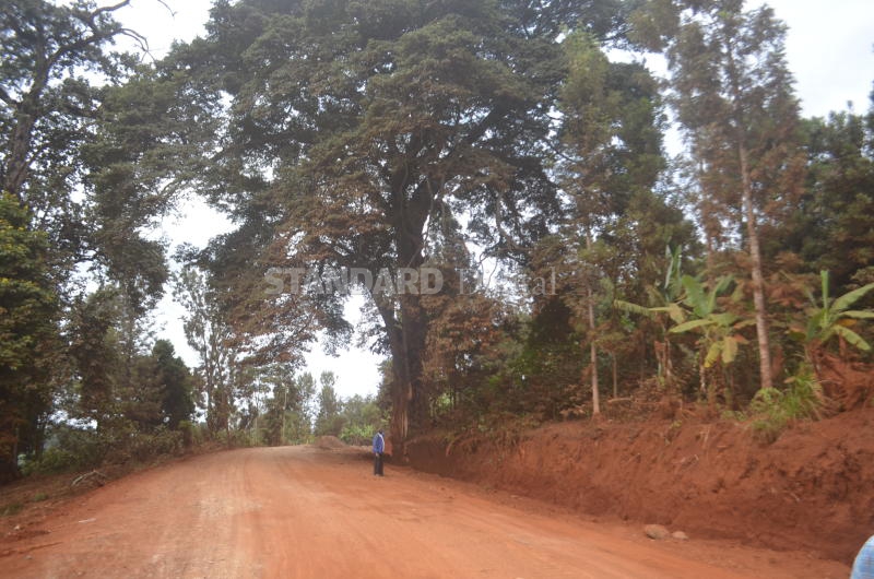 Road promised by Uhuru veers into 'mugumo' tree