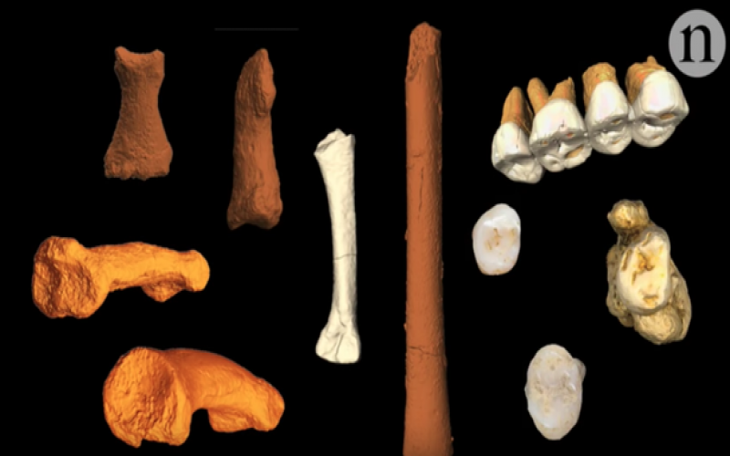 Scientists discover new species of dwarf-like human that lived 50,000 years ago