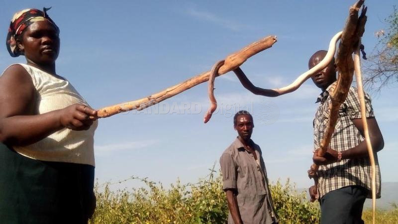Snakes invade homes as dry season bites