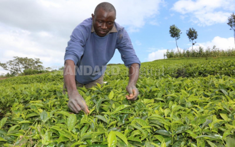Tea farmers warned over use of herbicide on health fears