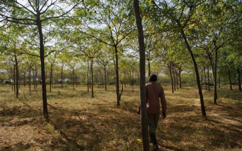 The tree helping Kenyan farmers beat drought and poverty