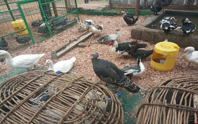 Tips for productive poultry farming according to industry experts