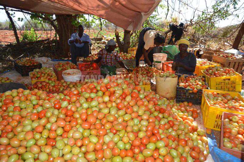 Traders hike price of tomatoes