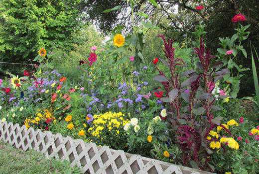 Want endless bloom? A cut flower garden’s all you need