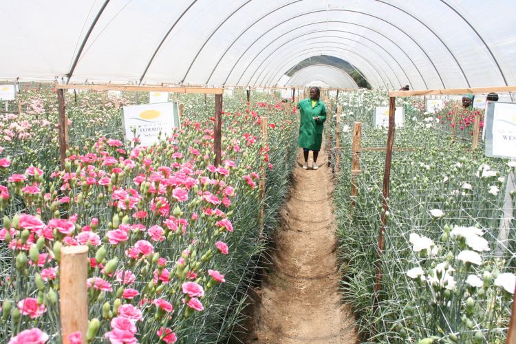Plight of Kenyan flower farm workers 