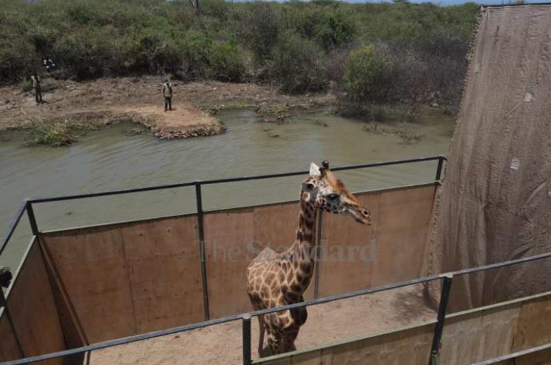 Giraffe rescued from Longicharo Island