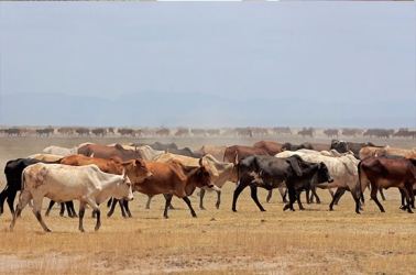 Two herders shot dead by suspected cattle rustlers 