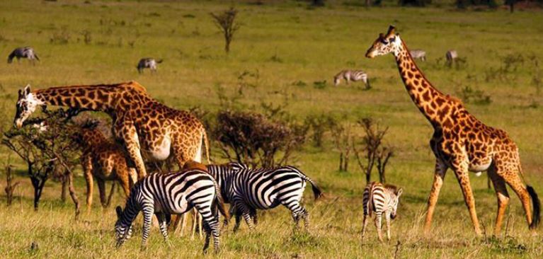 US commits Sh750 million to revive tourism in Kenya