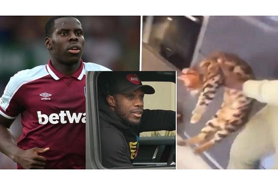 West Ham forward  Antonio questions level of backlash to cat-kicking video – ‘Is it worse than racism?’