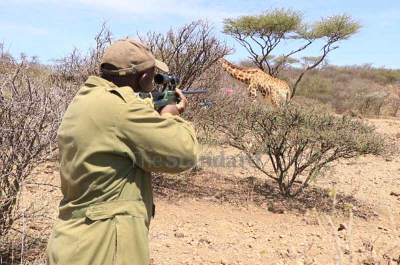 Giraffes rescued from a disappearing island