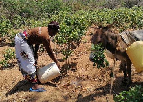 Women farmers bet on donkey rearing to boost earnings