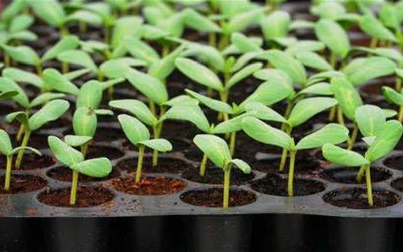 What You Need To Know In Seed Propagation - FarmKenya Initiative