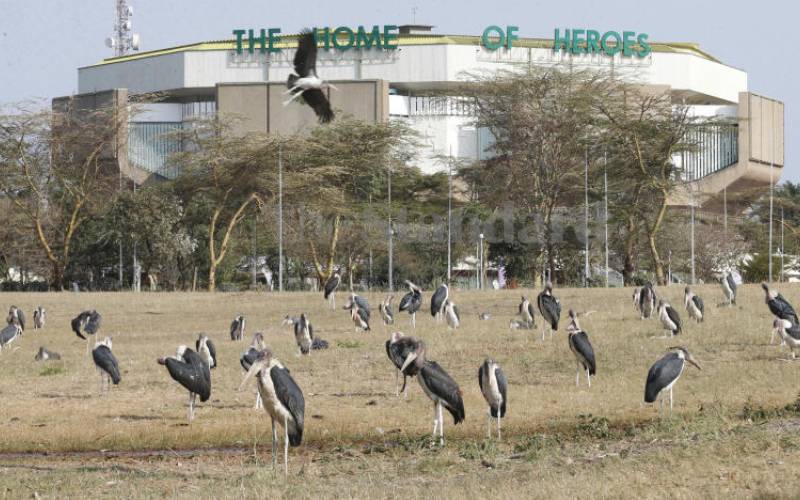 With their habitat destroyed, the storks...