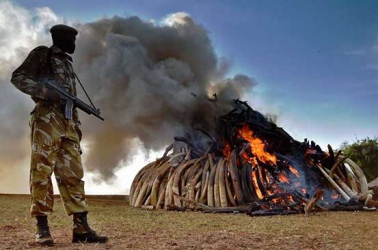 Zimbabwe lobbies neighbours on ivory trade, will not burn stocks
