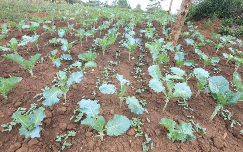 Agencies pool funds to revitalise food systems hurt by Covid-19