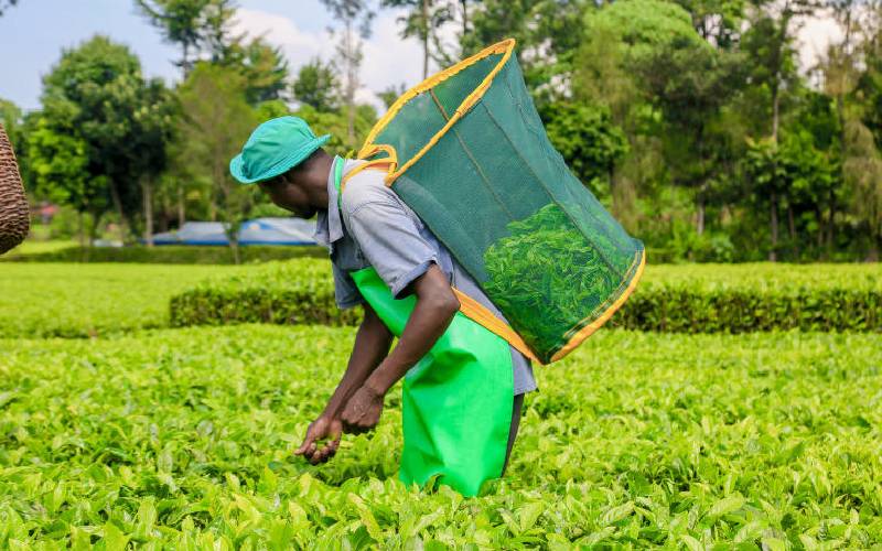 Bomet governor exports tea to Iran at double price of local auction