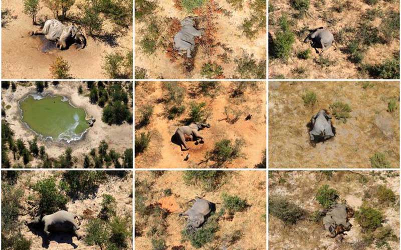 Botswana says toxins in water killed hundreds of elephants