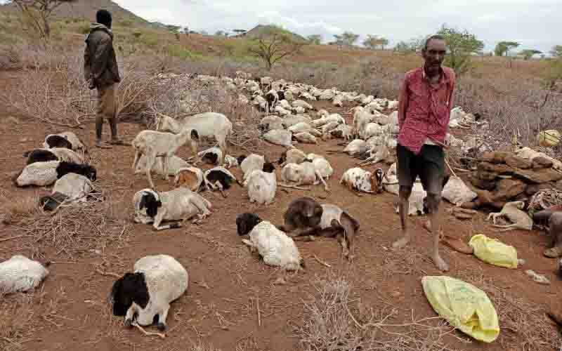 Why pastoralists don't sell their livestock even in the face of death - The  Standard