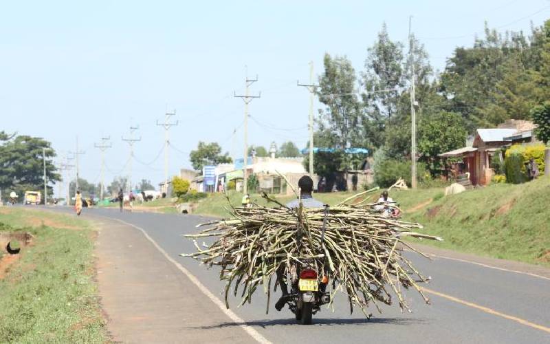 Calls for peace as border chaos causes cane farmers huge losses