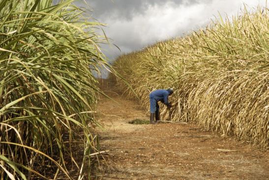 Cane farmers ask MPs not to reject new sugar reforms