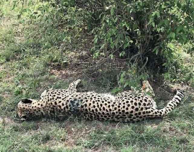Cheetah death: A second member of 'Tano Bora' group killed