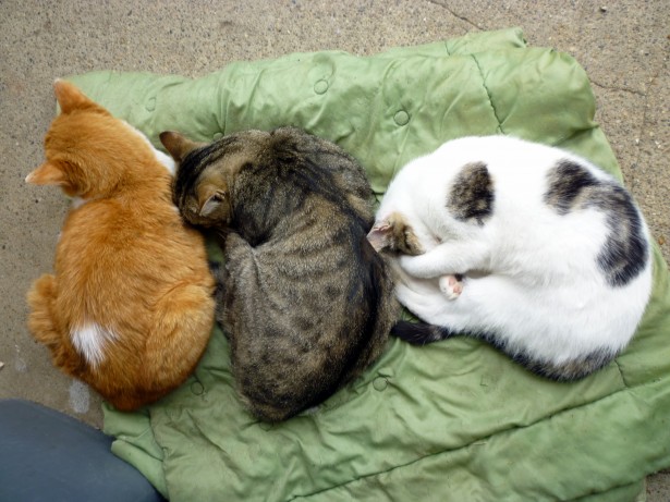 City woman shocked to find three dead cats dumped in her compound