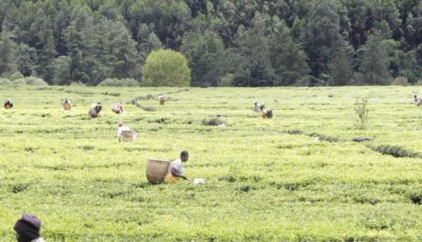 Court gives nod for machines to replace tea pickers