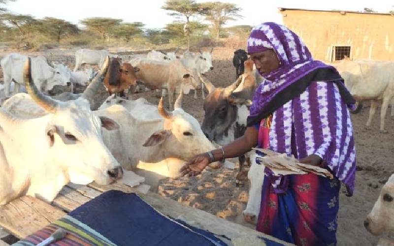 Desperate locals feeding animals with cartons as drought worsens