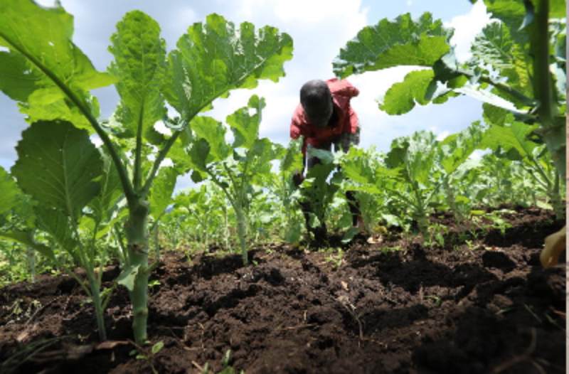 FarmKenya value chain series: The crop protection edition
