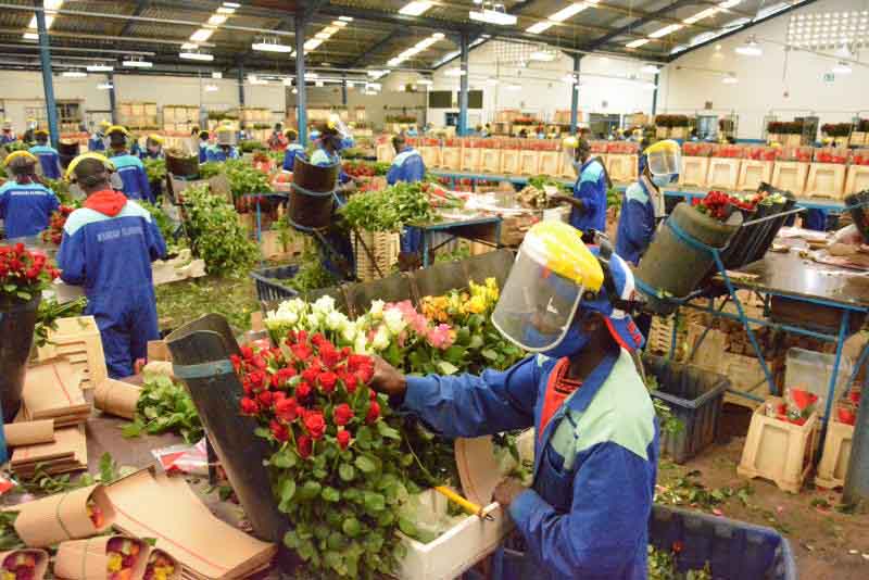Flower farmers reject county assembly's proposal to impose new levy, term it unconstitutional
