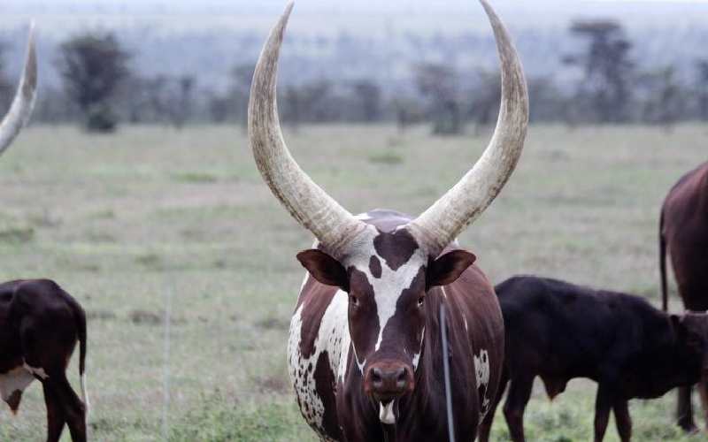 Ramaphosa Cows - Top Billing Daniel Naude And President ...