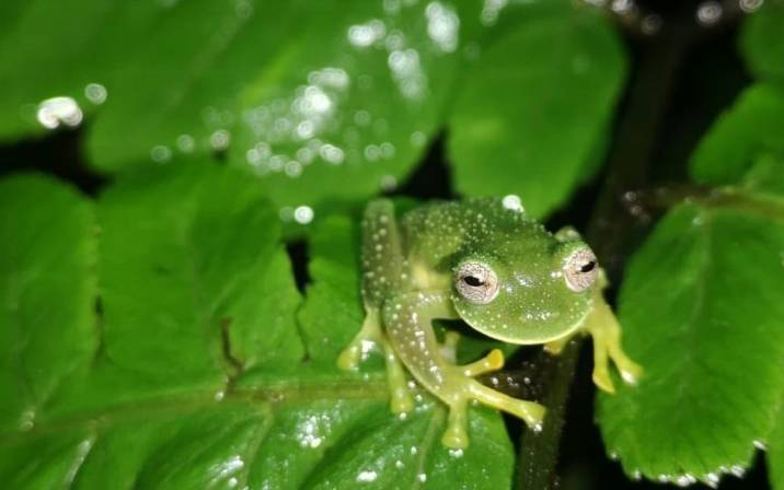 Glass frogs reappear in Bolivia after 18 years