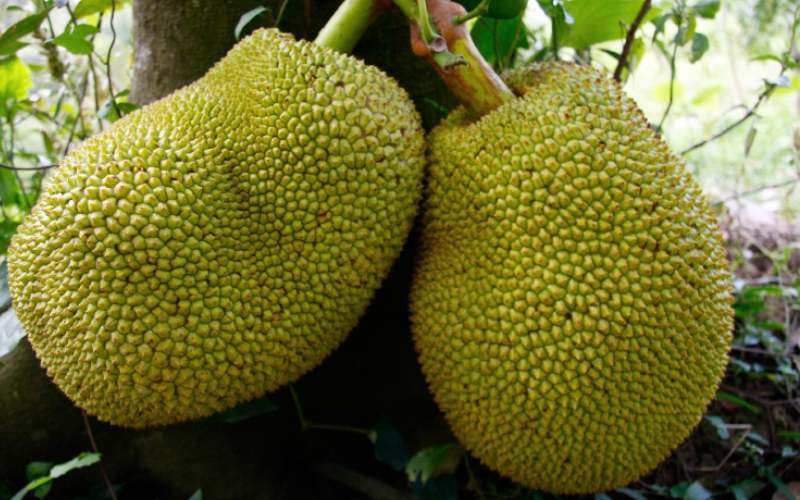Jackfruit hanging from a tree 