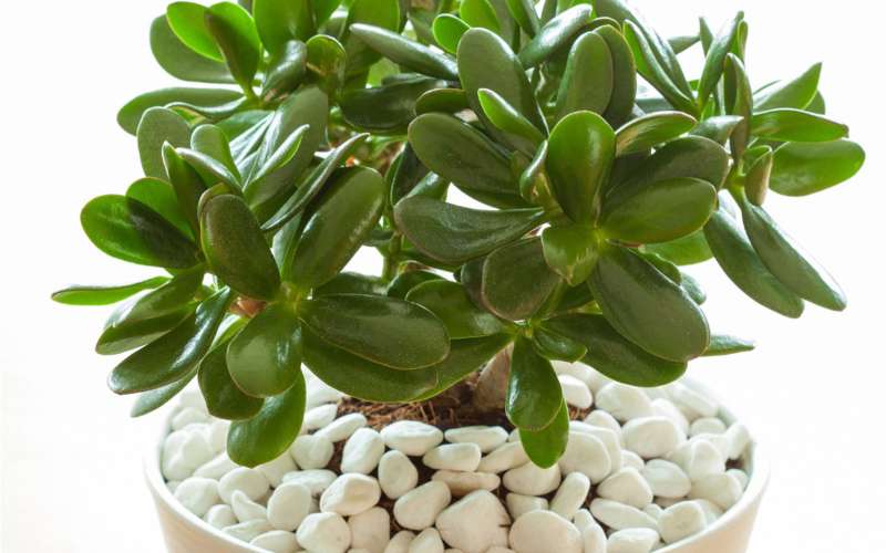 How to care for a Jade Plant 
