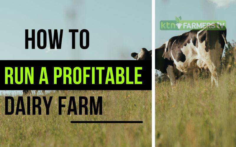 How to start and run a successful dairy farm - The FarmGuide 