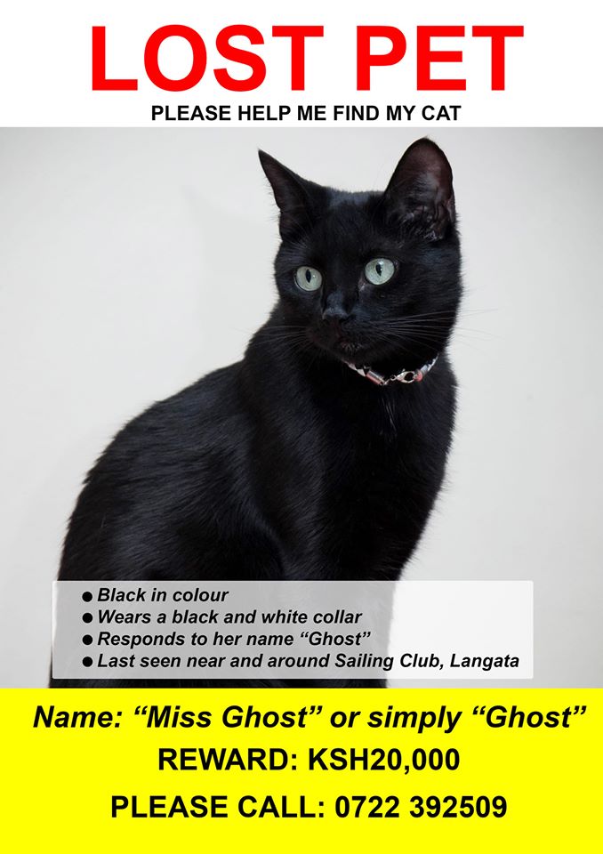 Lost cat: City man refuses to give up on beloved Ghost; offers Sh20,000 reward