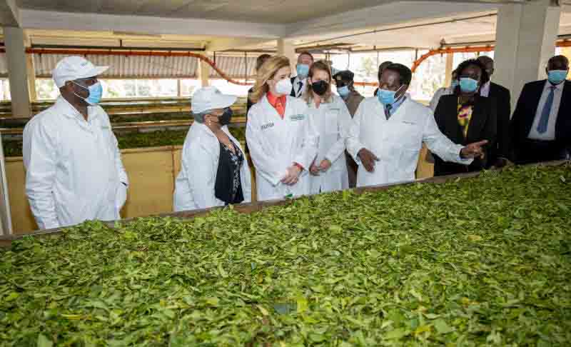 Kenya eyes new tea markets to rescue farmers from low prices